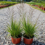 Bezkolenec modrý (Molinia caerulea) ‘EDITH DUDSZUS’ -kont. C1,5L